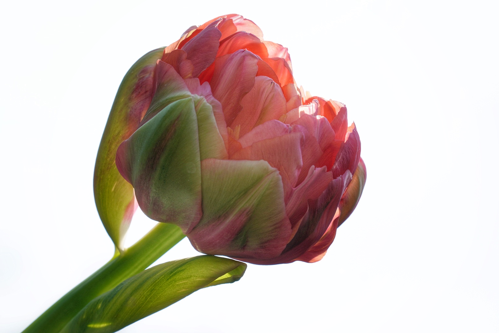  Französische Tulpe 