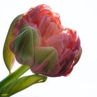  Französische Tulpe 