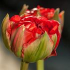 Französische Tulpen