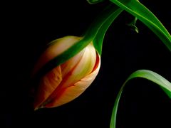 °°° Französische Tulpen - gelten als besonders extravagant und edel °°°