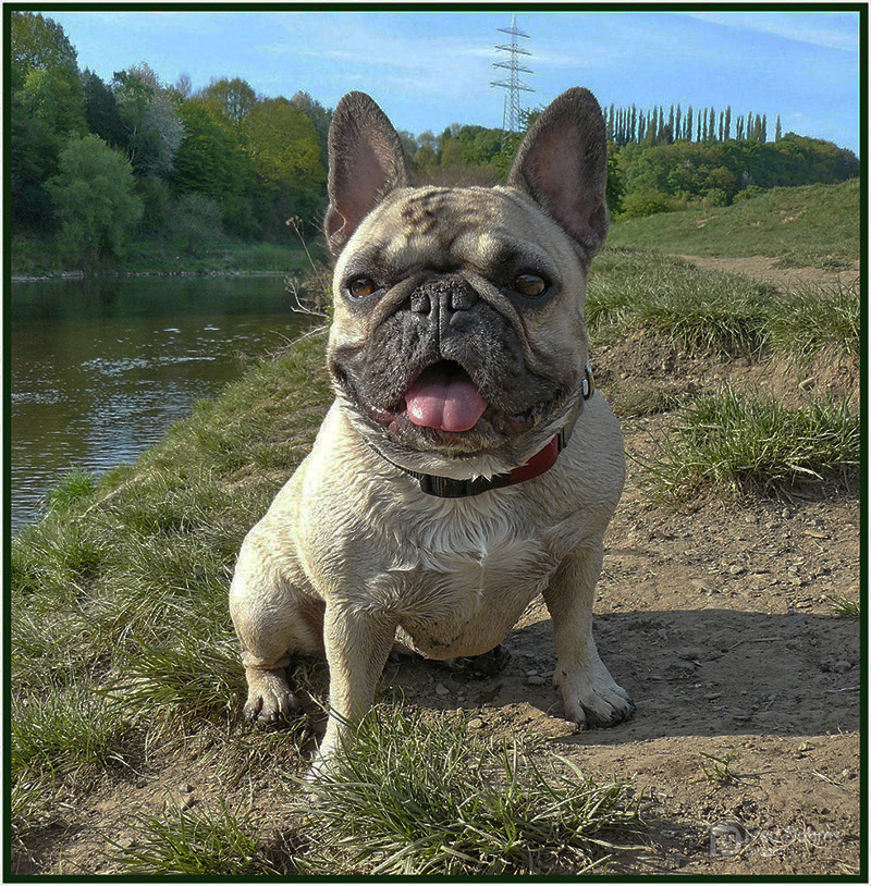 Französischen Bulldogge, Amy