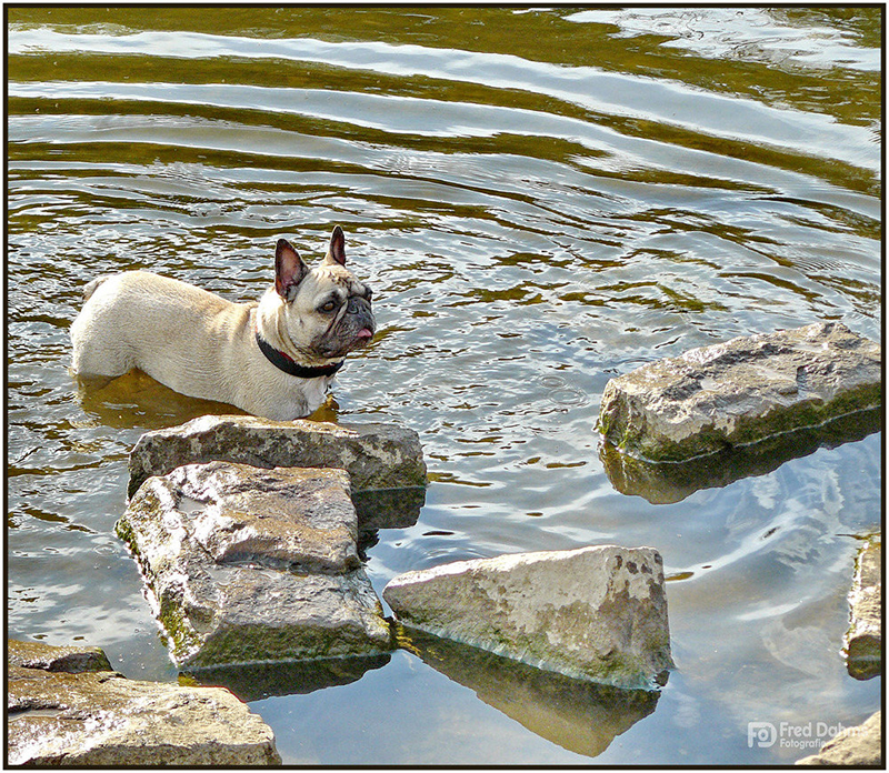 Französischen Bulldogge, Amy III