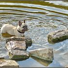 Französischen Bulldogge, Amy III