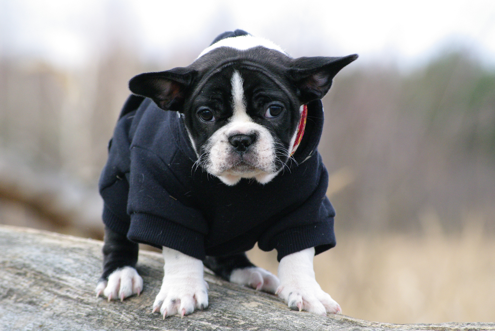 Französischer Faltenhund