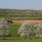 Französischer Frühling