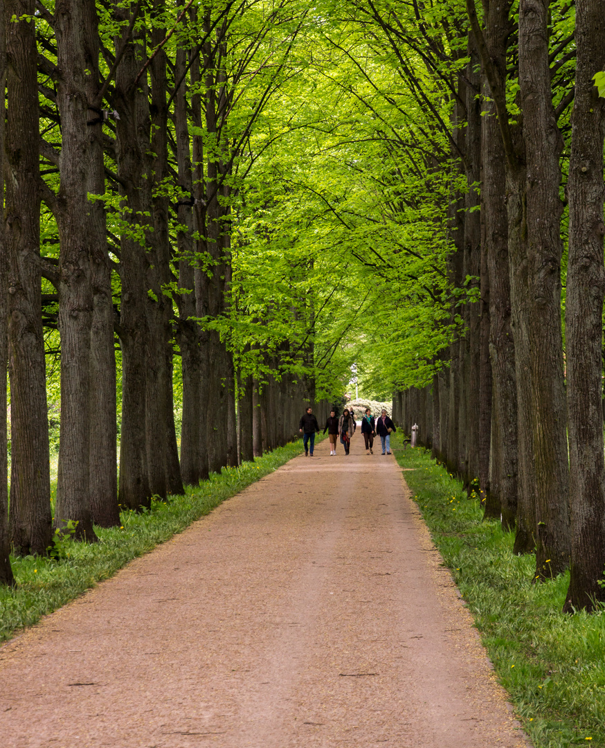 französischer Garten Celle/Nds. Foto & Bild landschaft