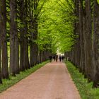 französischer Garten  - Celle/Nds.