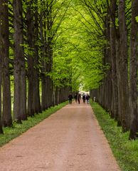 französischer Garten  - Celle/Nds.