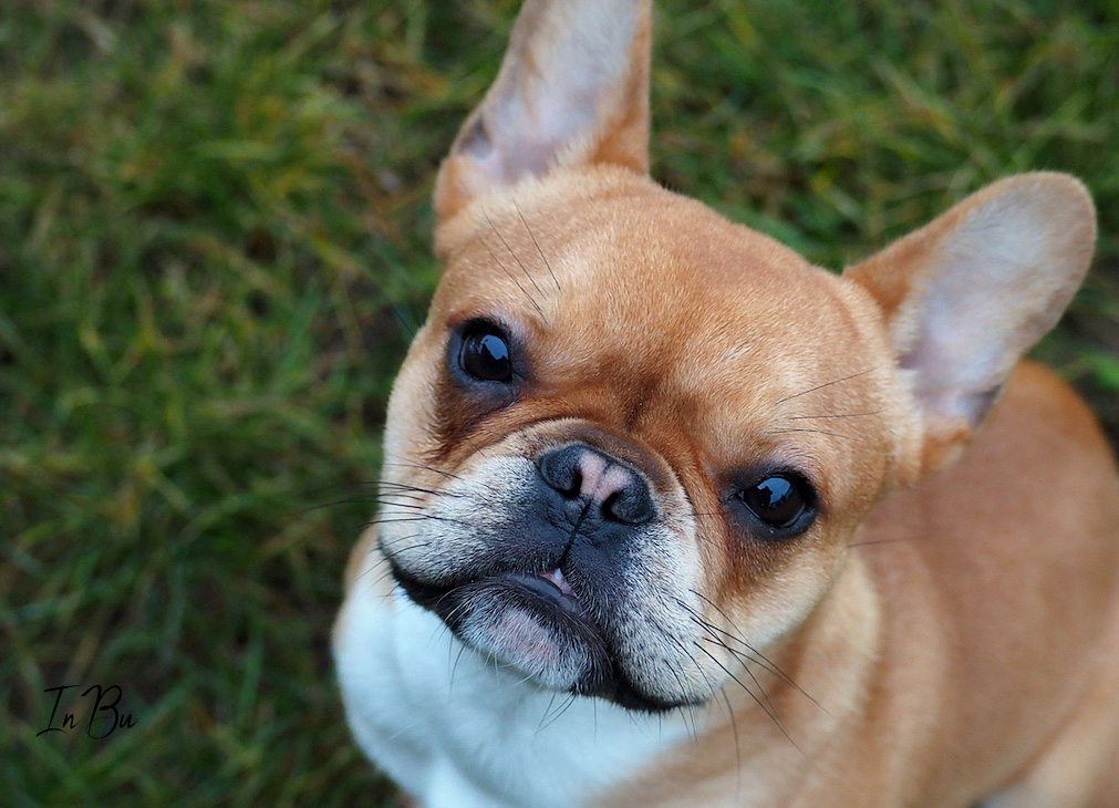 Französsische Bulldogge