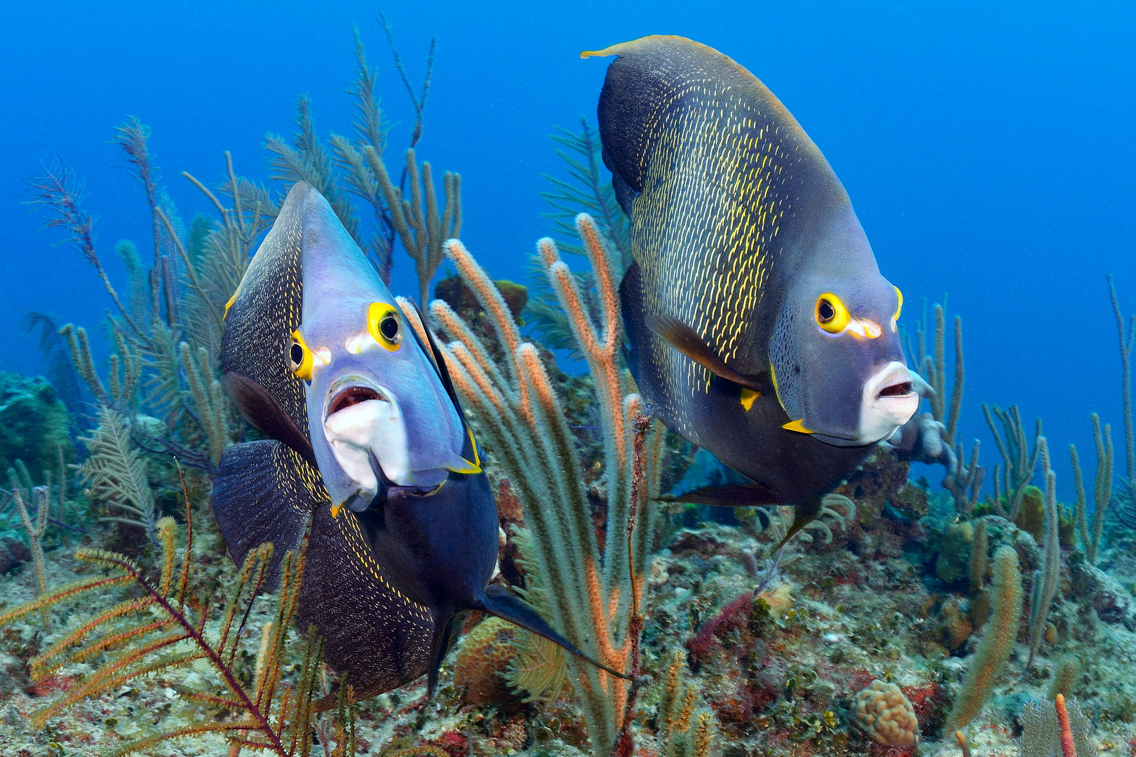  Franzosen-Kaiserfisch (Pomacanthus paru) 