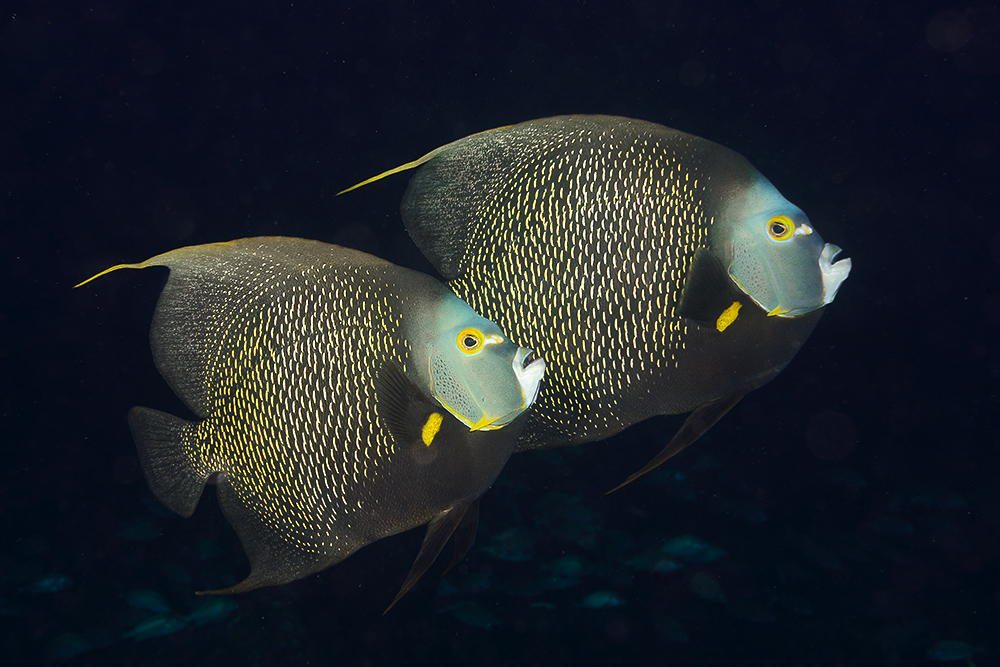 Franzosen-Kaiserfisch (Pomacanthus paru)