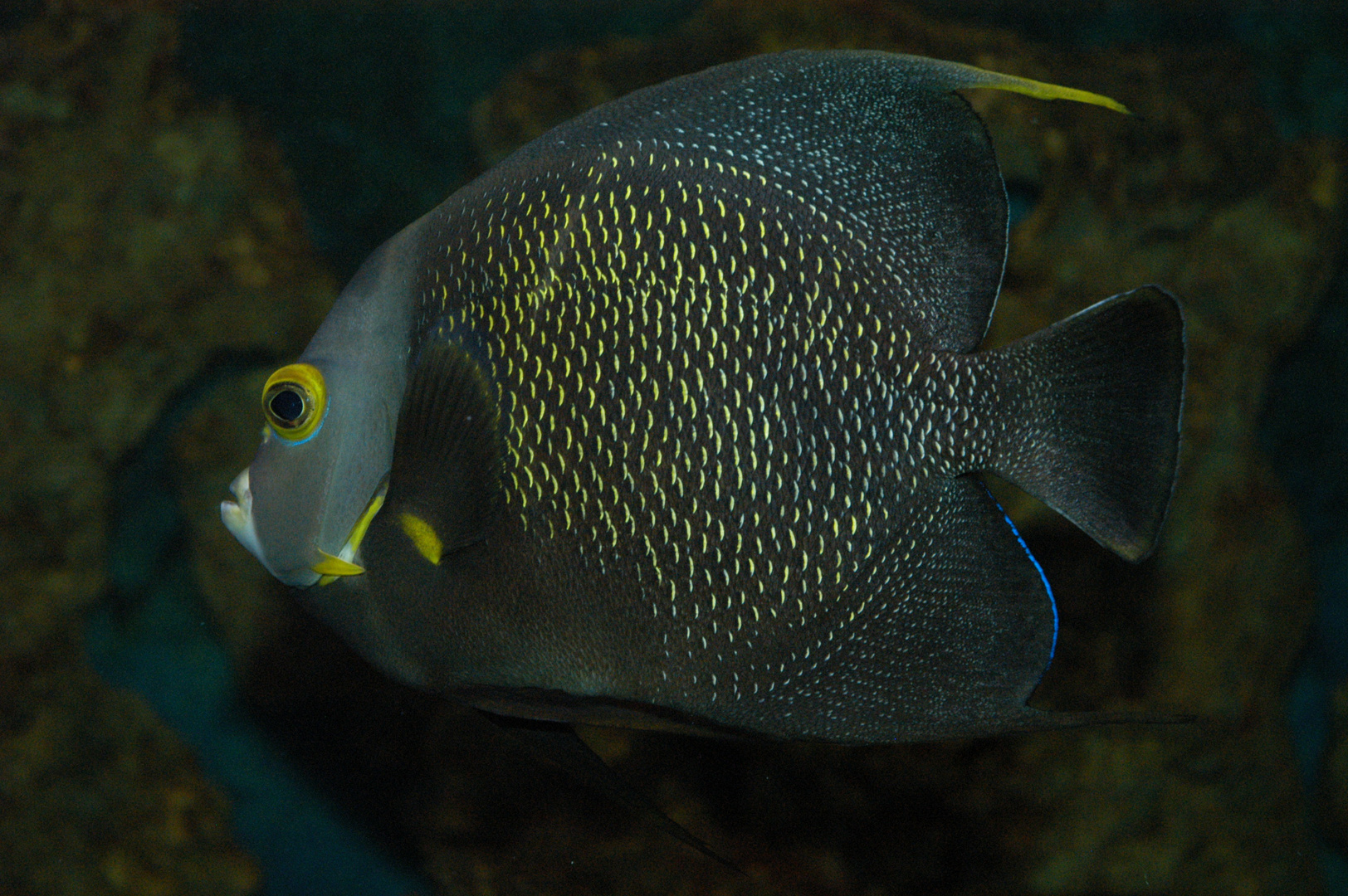 Franzosen-Kaiserfisch (Pomacanthus paru)