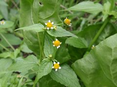 Franzosenkraut oder Kleinblütiges Knopfkraut (Galinsoga parviflora)