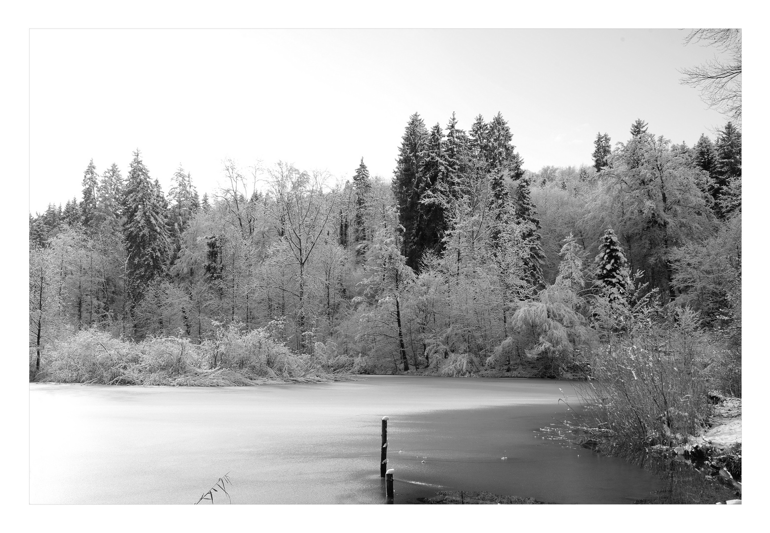 Franzosenweiher