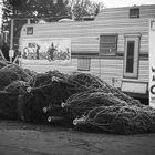 Fraser Fir $19.99 and Up 