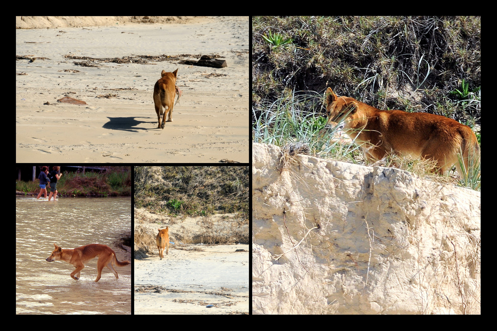 Fraser Island Dingos