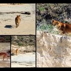 Fraser Island Dingos