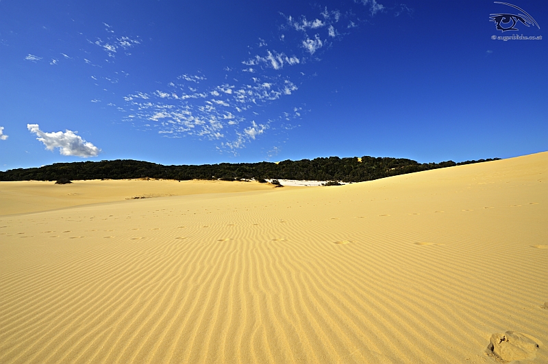 Fraser Island Dunes