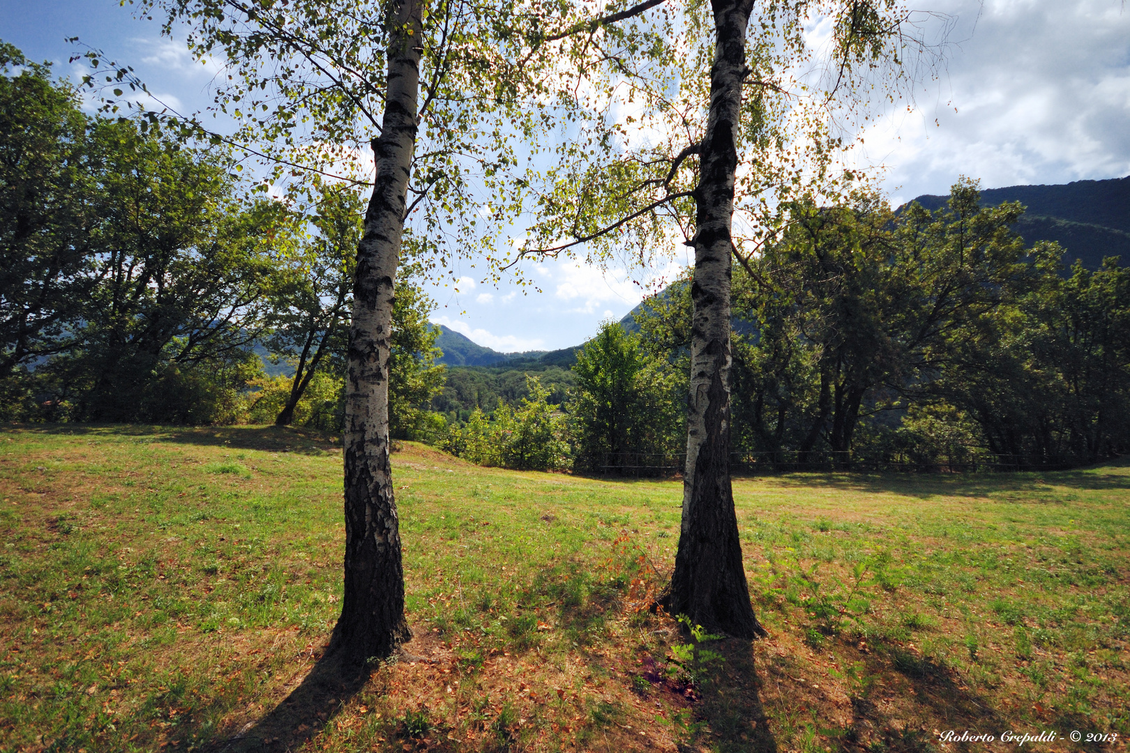 Fratelli alberi