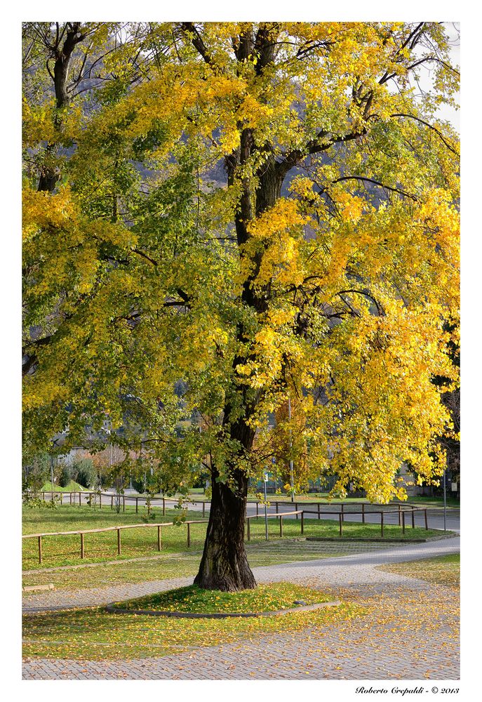 Fratello albero