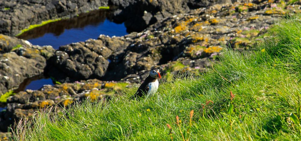 Fratercula arctica