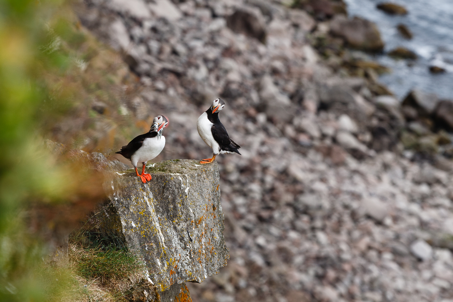 Fratercula arctica, Island