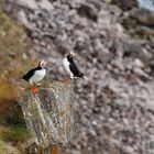 Fratercula arctica, Island