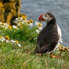 FRATERCULA ARTICA -ISLANDIA