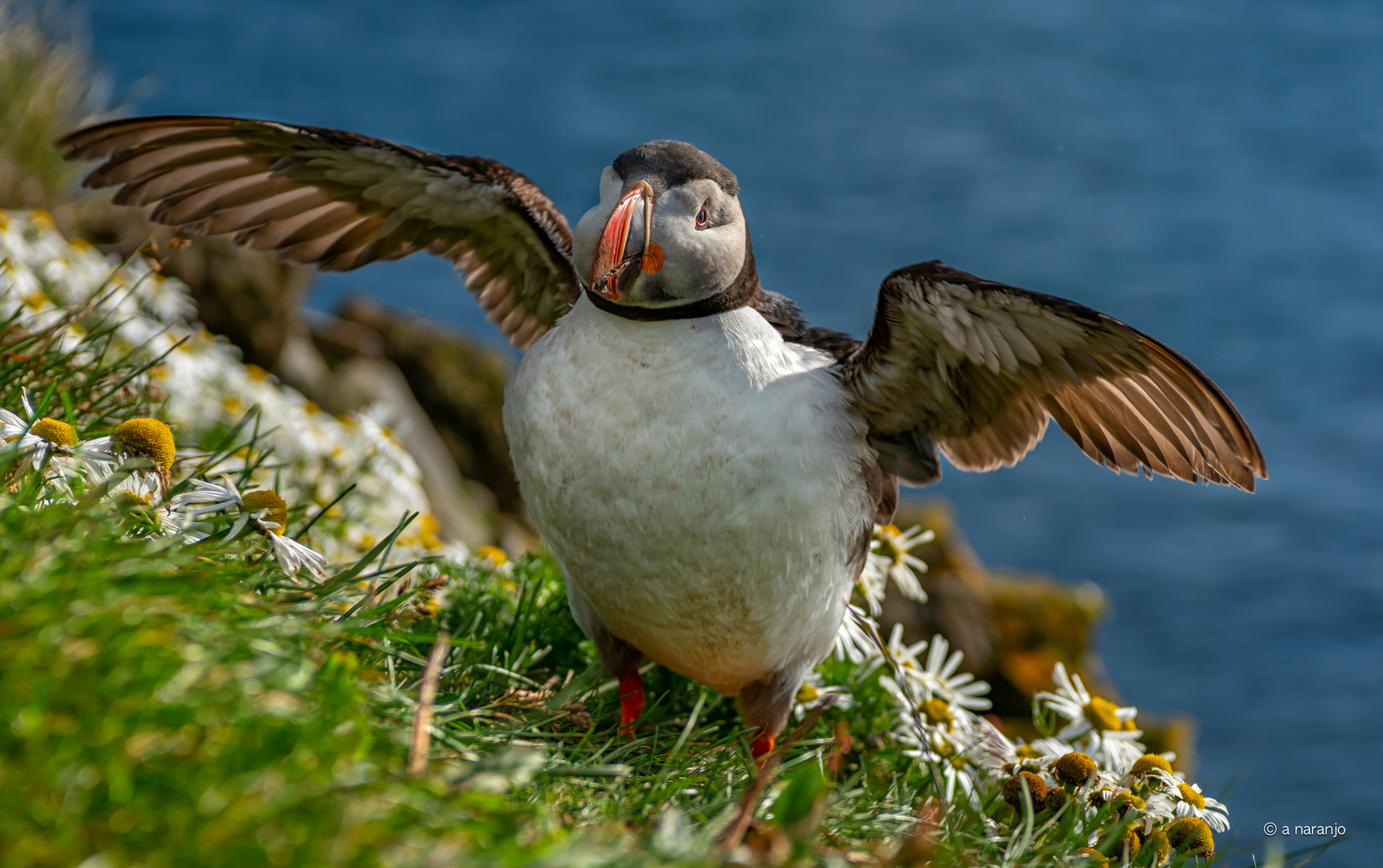 FRATERCULA ARTICA -ISLANDIA LATRABJARG