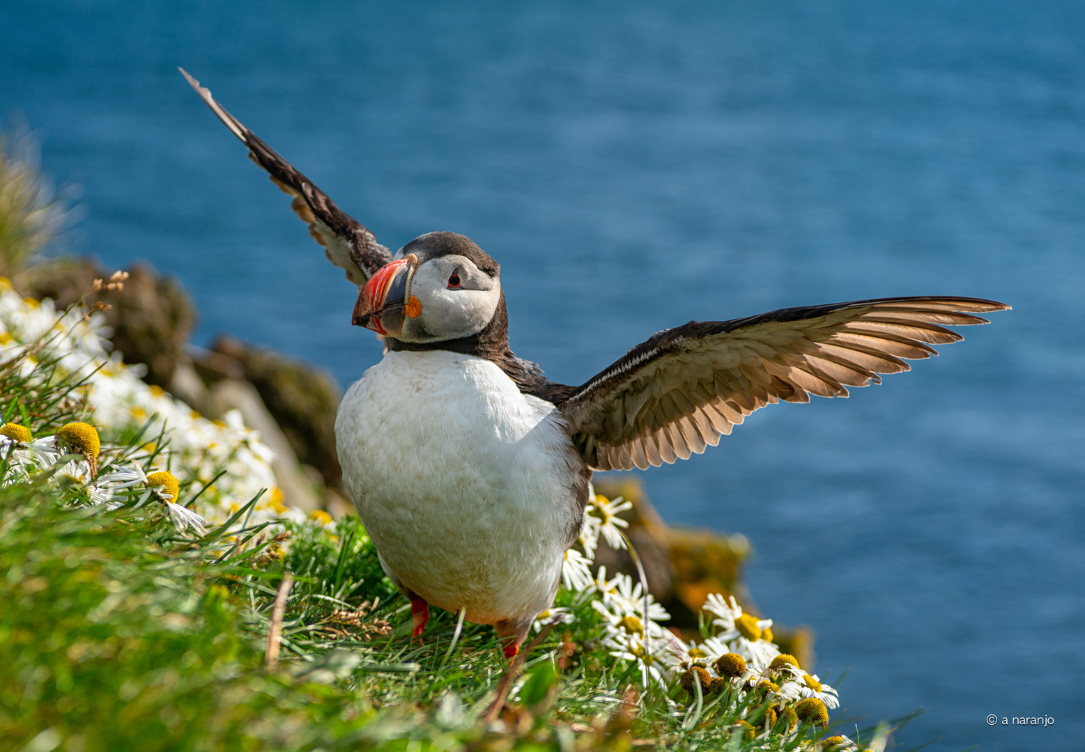 FRATERCULA ARTICA -ISLANDIA LATRABJARG