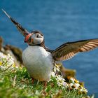 FRATERCULA ARTICA -ISLANDIA LATRABJARG