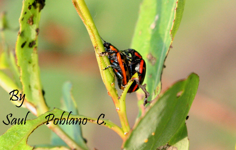 Fraternidad