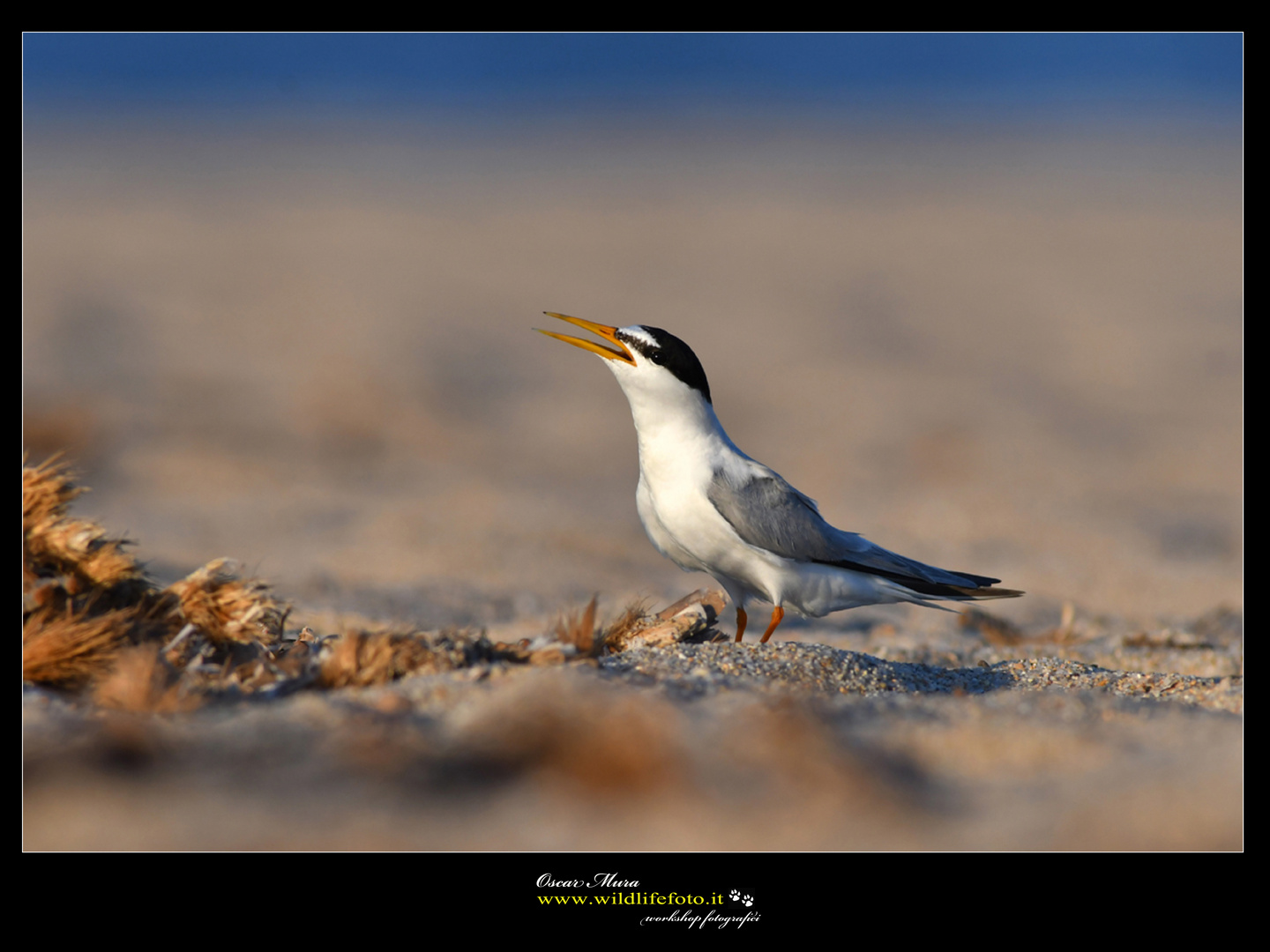 fraticello workshop sardegna www.wildlifefoto.it