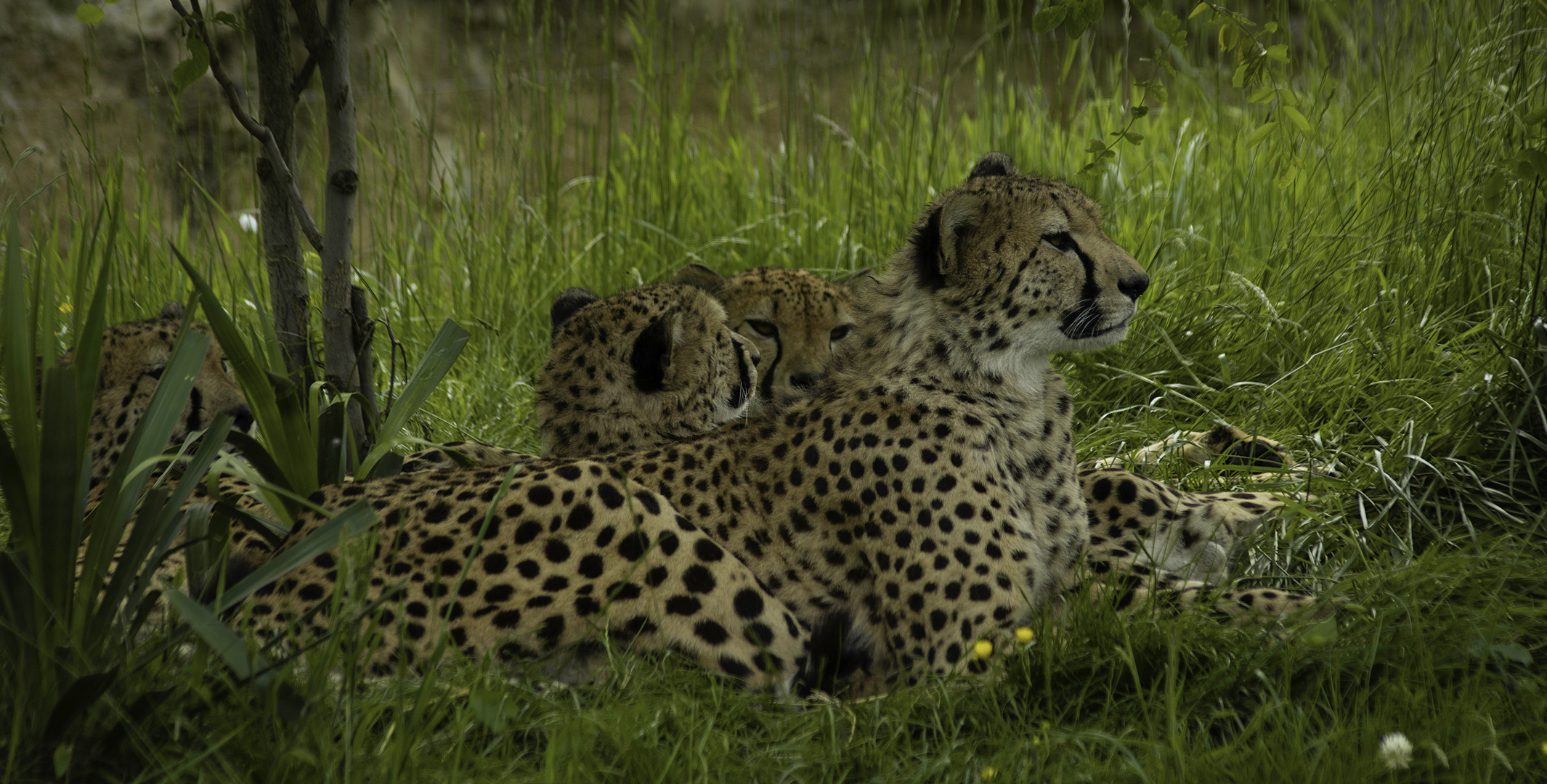 Fratrie (Acinonyx jubatus, guépard)