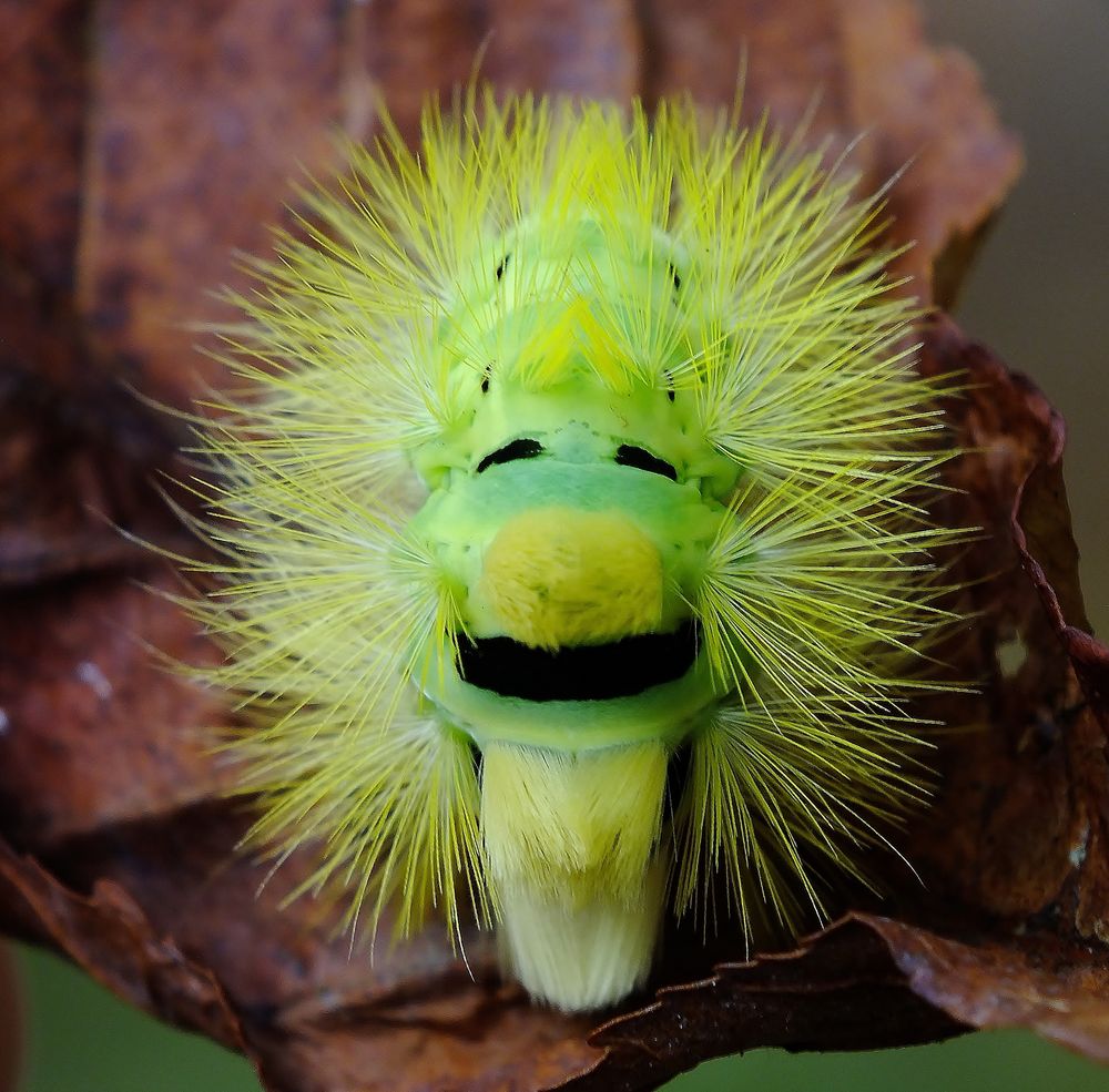 *Fratze* Foto & Bild tiere, wildlife, insekten Bilder auf