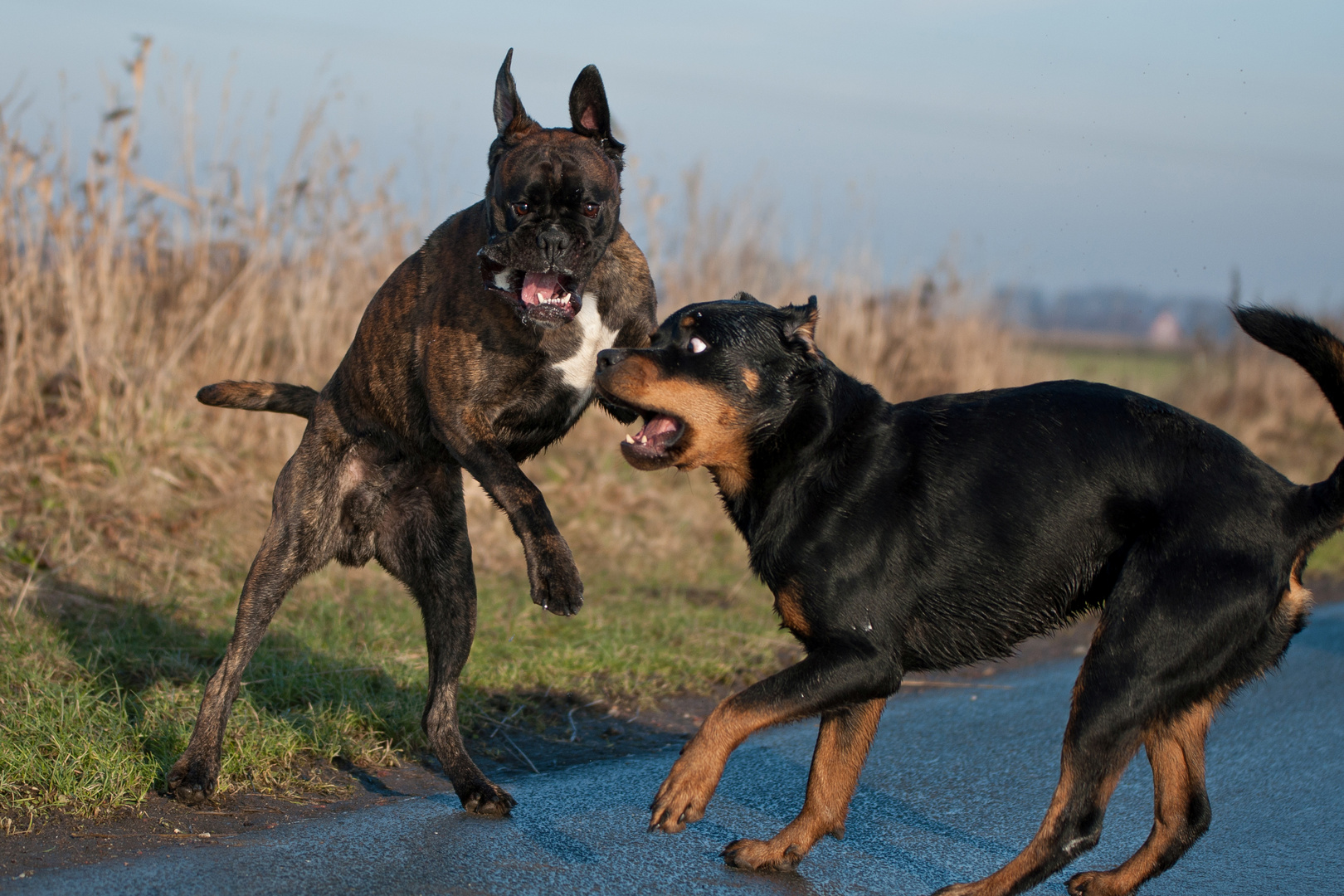 Fratze beim Spielen