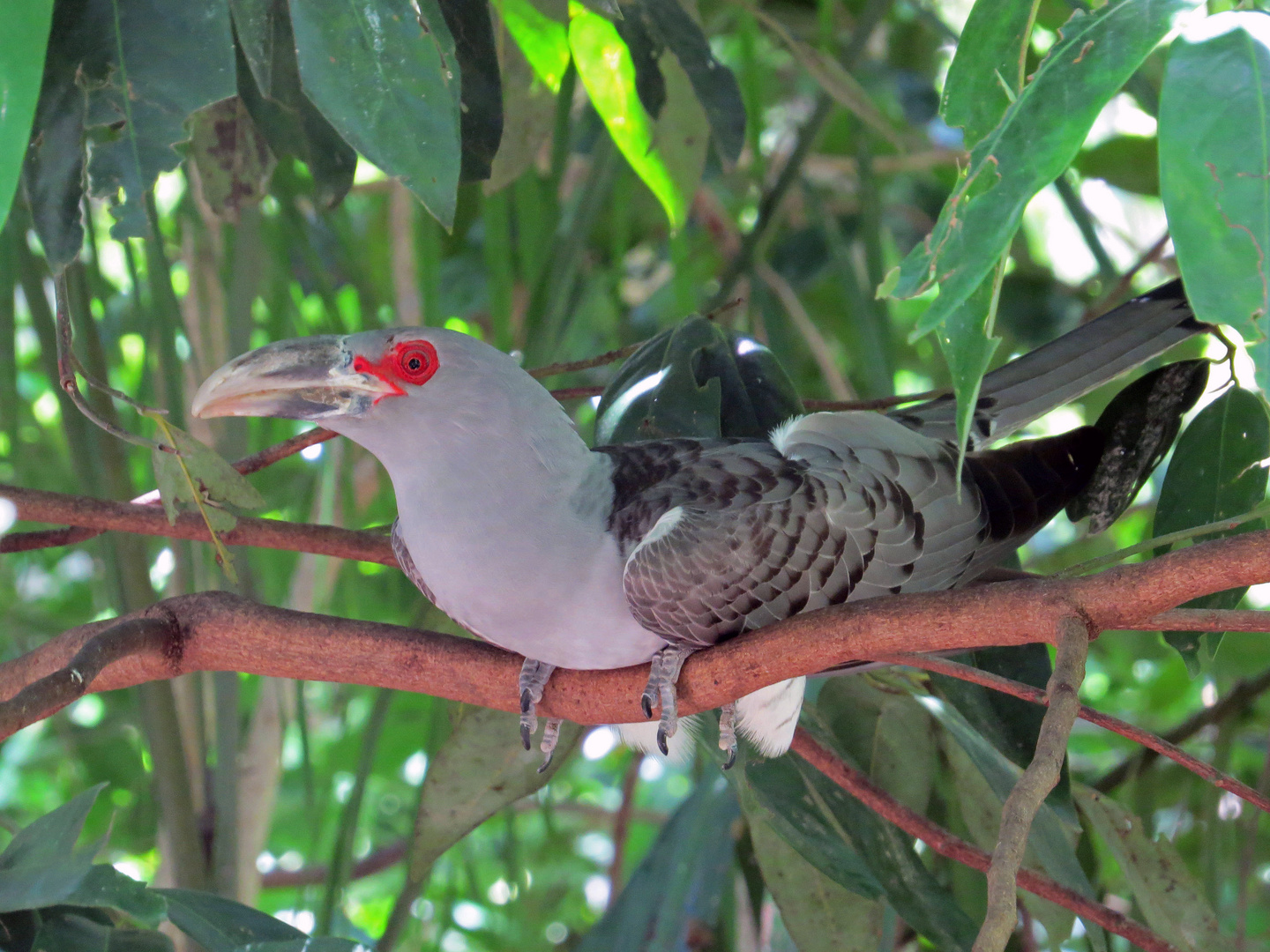 Fratzenkuckuck (Scythrops novaehollandiae)