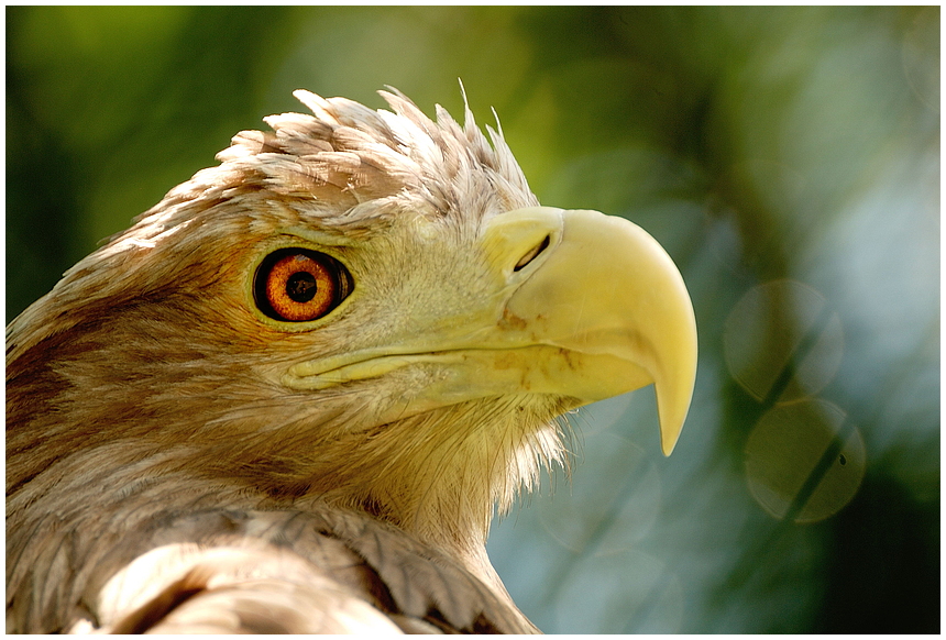 Frau Adler