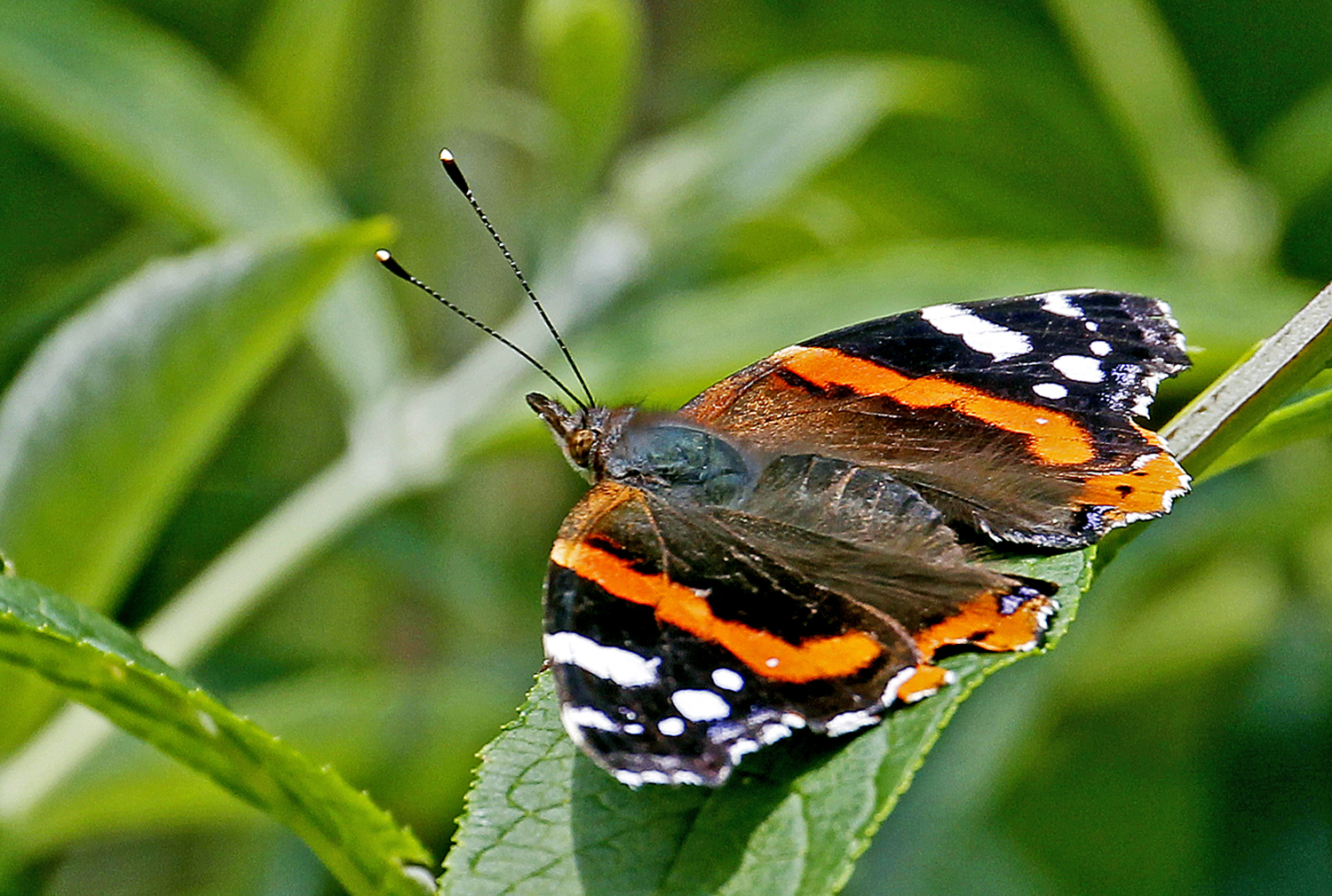 Frau Admiral (Vanessa atalanta) beim Sonnen