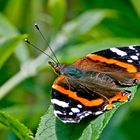 Frau Admiral (Vanessa atalanta) beim Sonnen