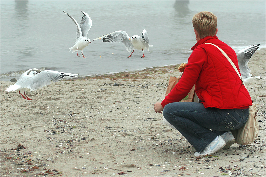 Frau am Strand beim Möwen füttern