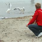 Frau am Strand beim Möwen füttern