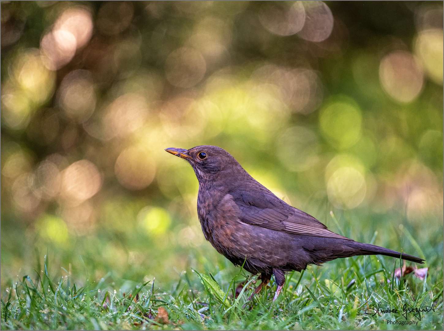 Frau Amsel