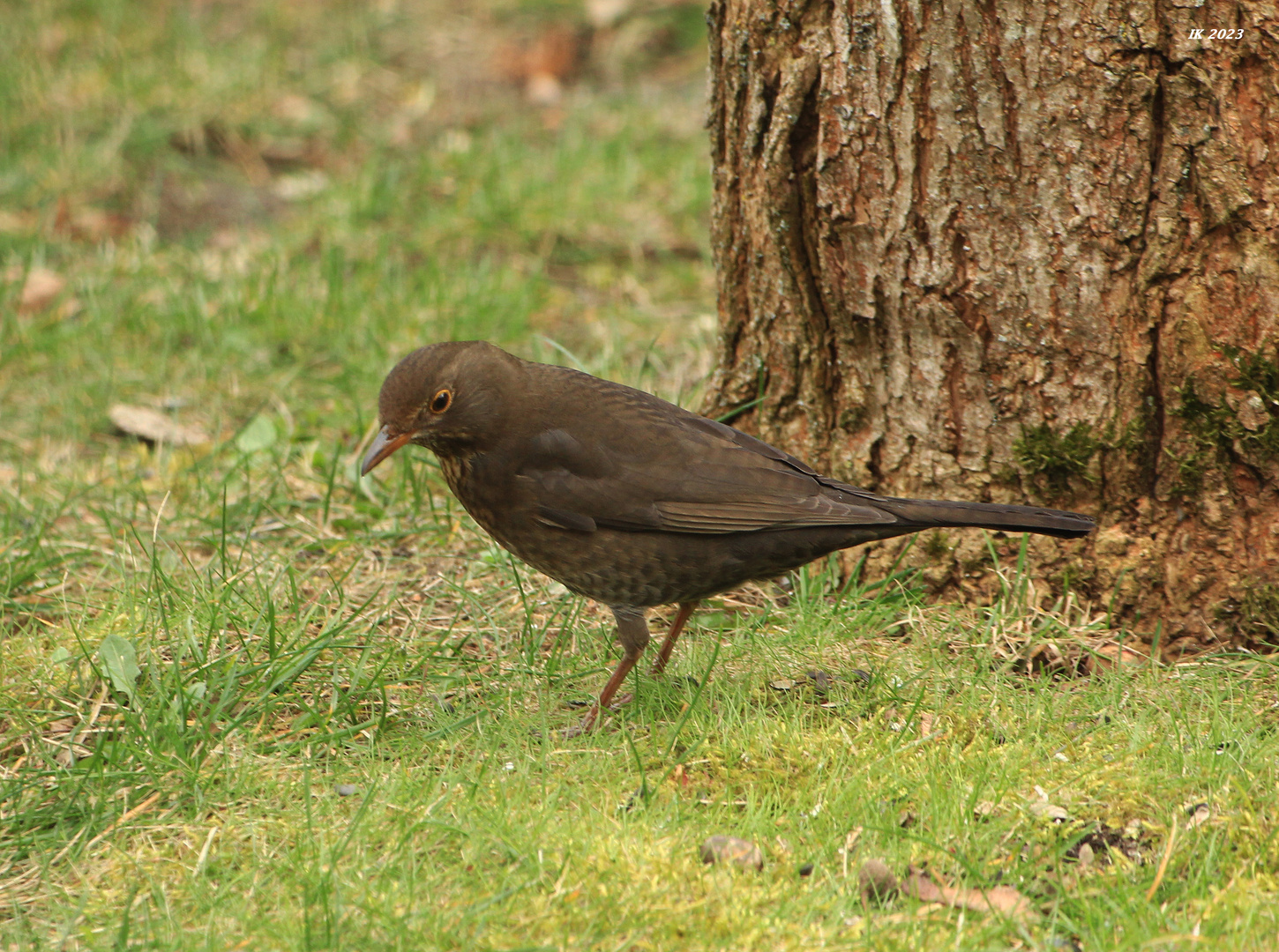 Frau Amsel.....