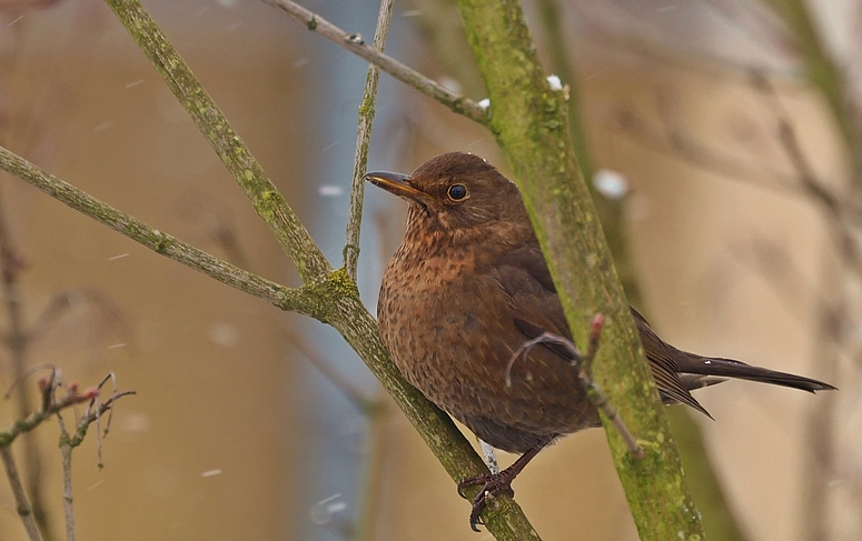 Frau Amsel