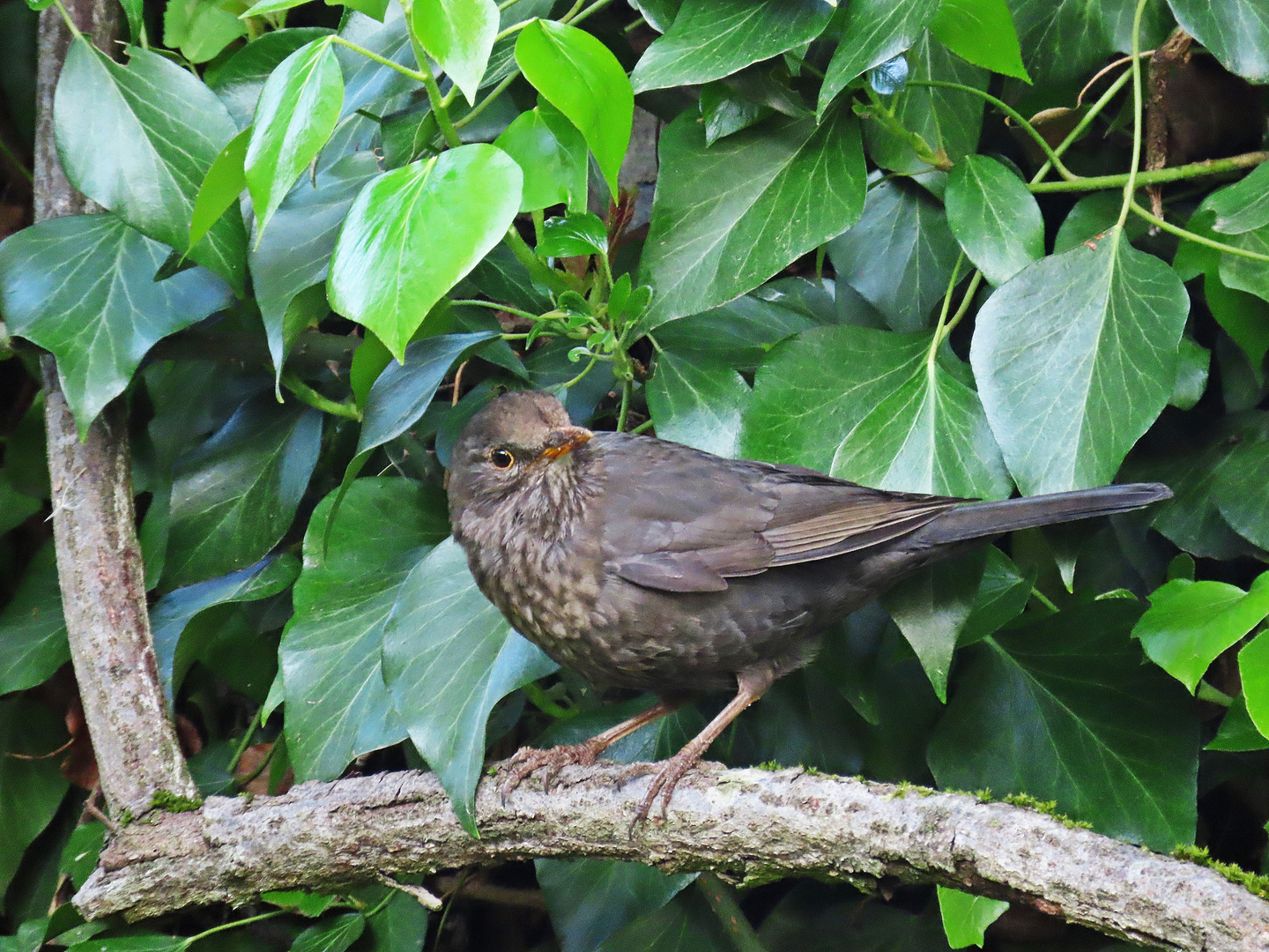 Frau Amsel