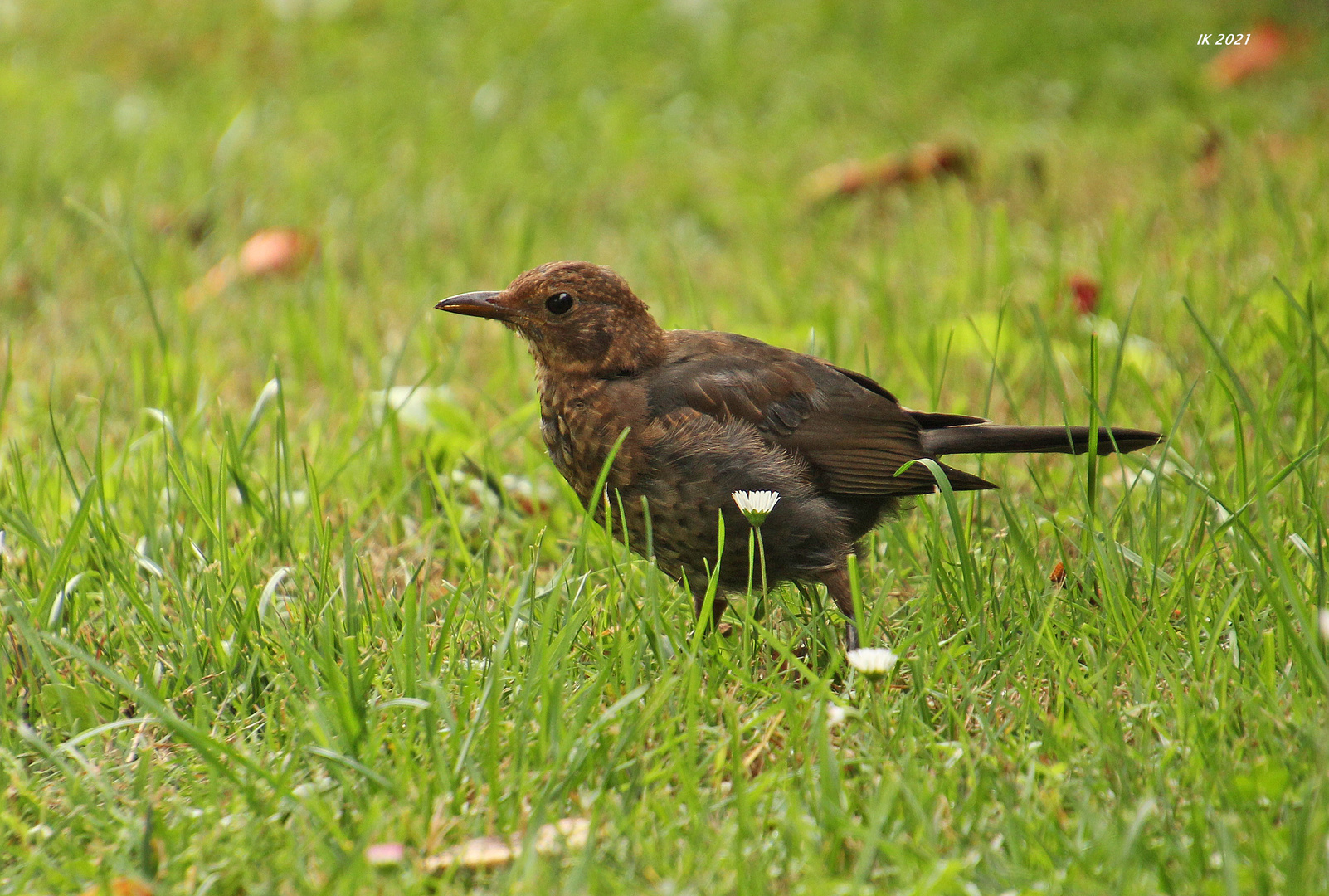 Frau Amsel....