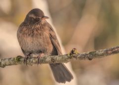 Frau Amsel _ 2