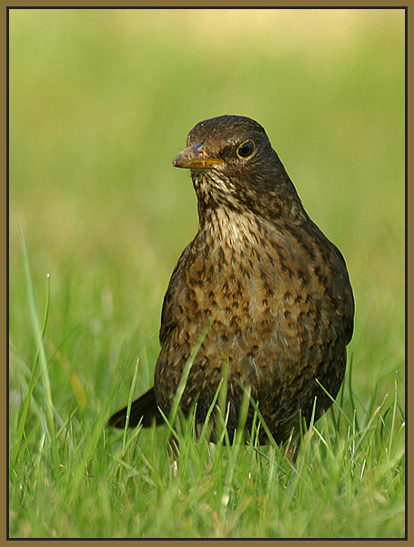 Frau Amsel