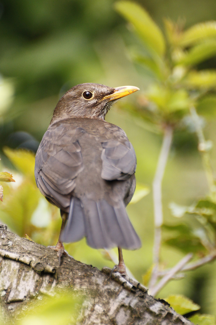 Frau Amsel